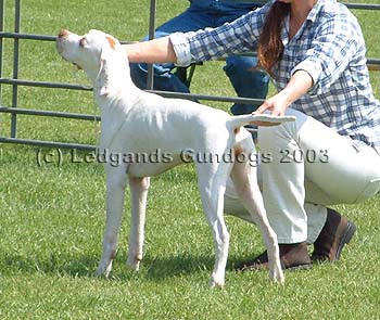 4th Minor Puppy Bitch